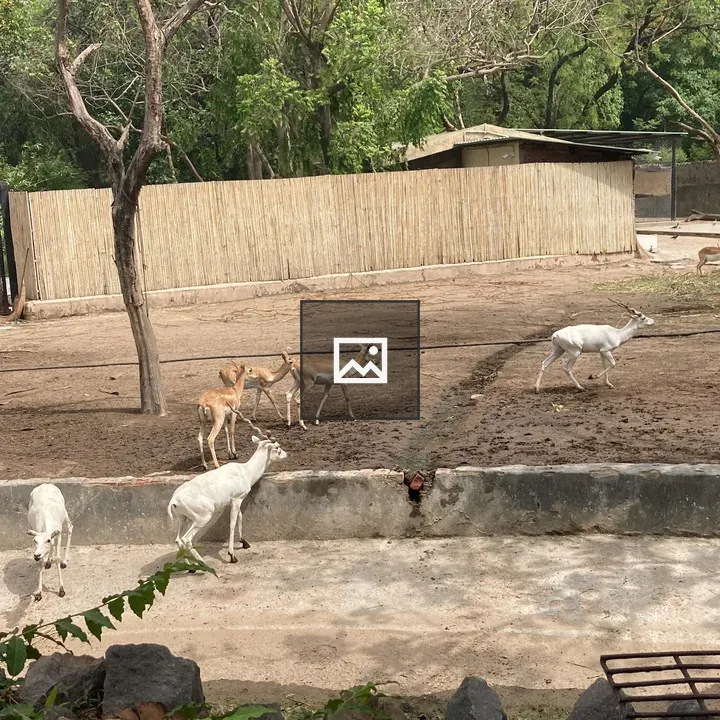 Deer in Brown and White