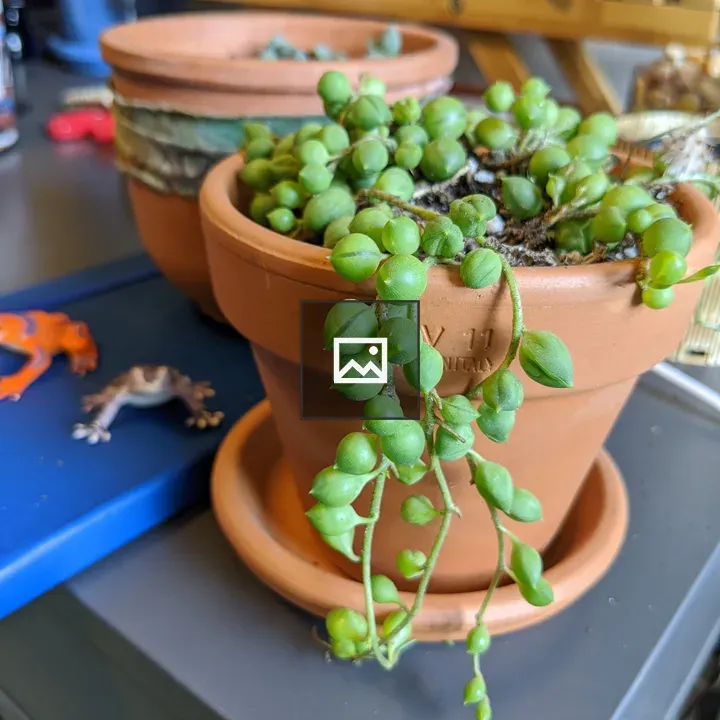 Twisted plant vines with ball-shaped growths