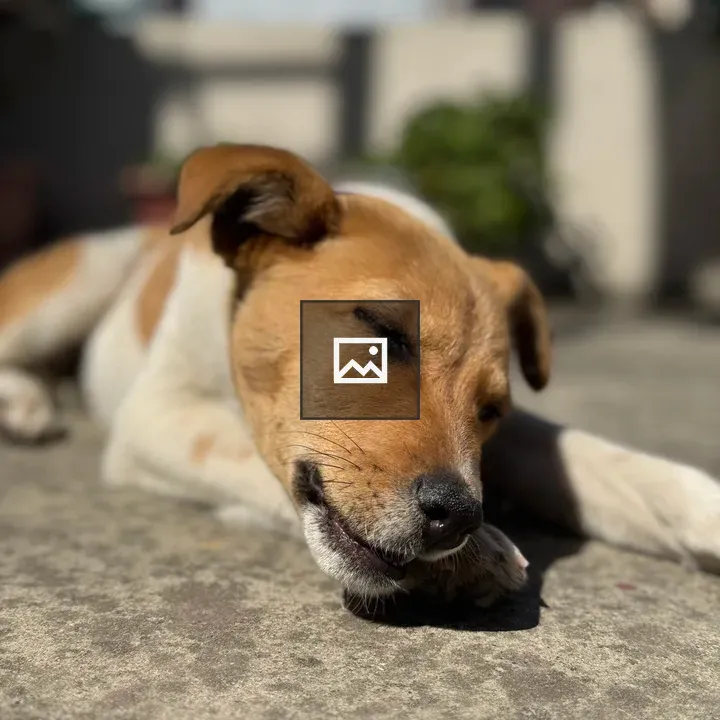Dog napping portrait