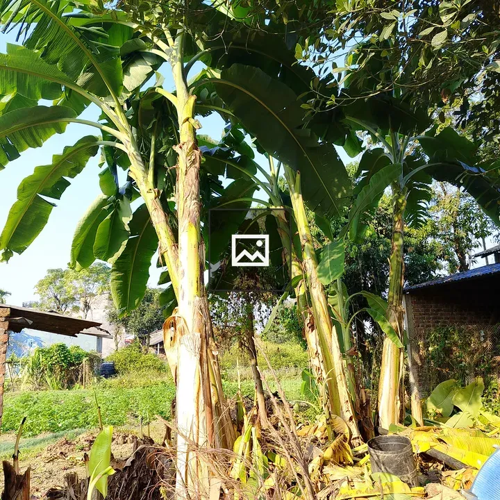 Tall banana plants under blue sky