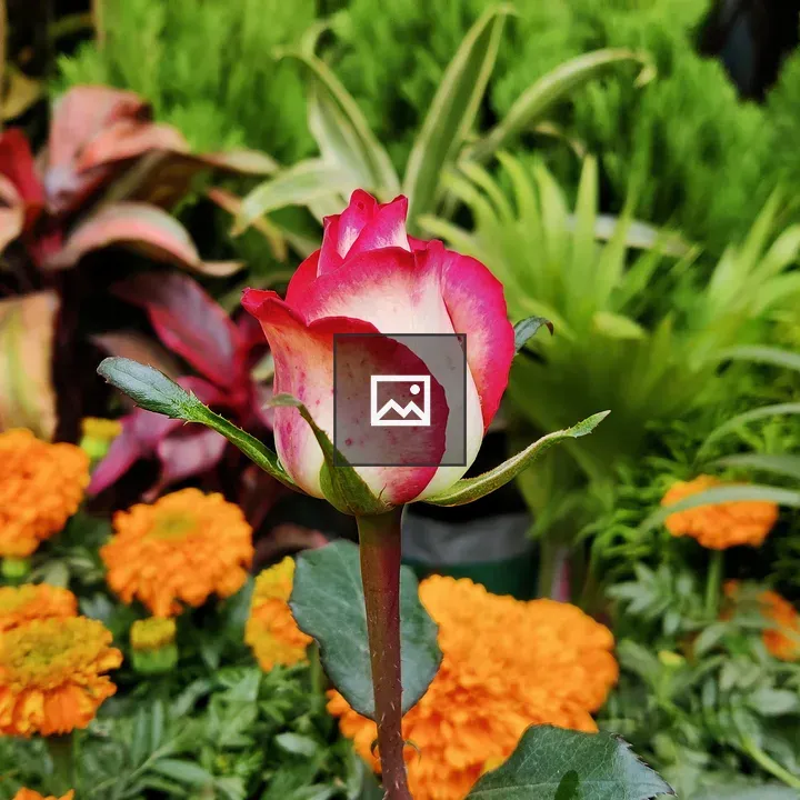 Rose in Green Grass