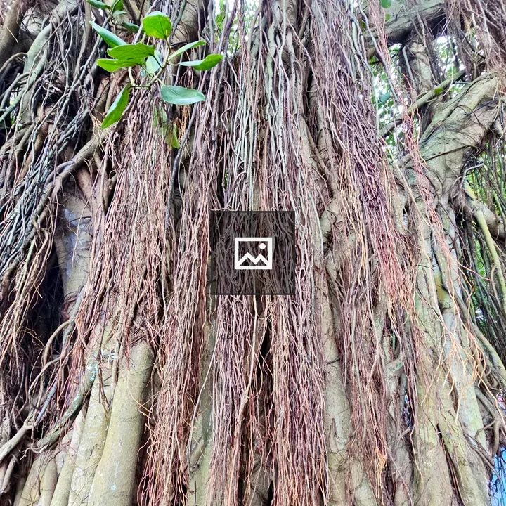 Aerial banyan roots in Fort Kochi