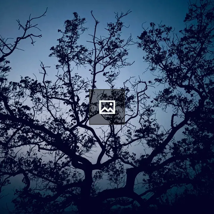 Silhouette of a Leafless Tree