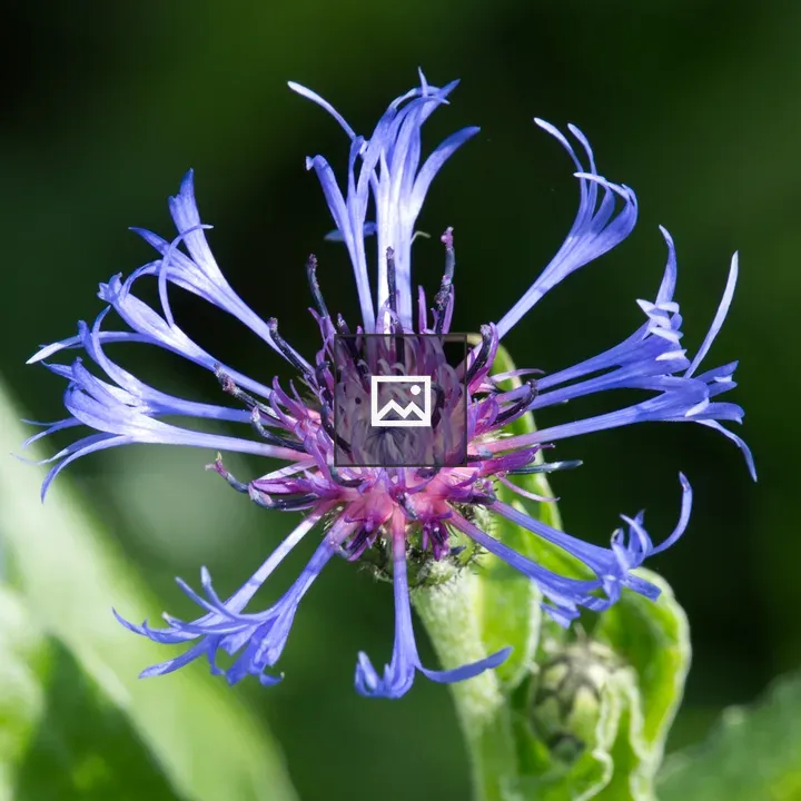 Blue Flower of Mountain Knapweed