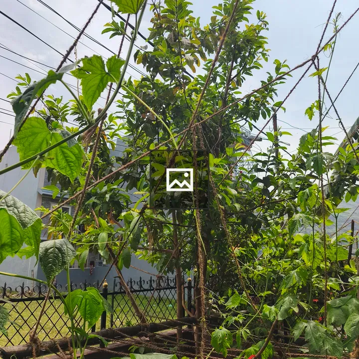 Garden trellis with climbing plants