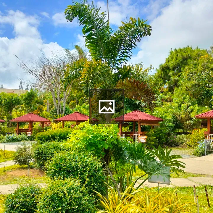 Garden scene with plants and trees