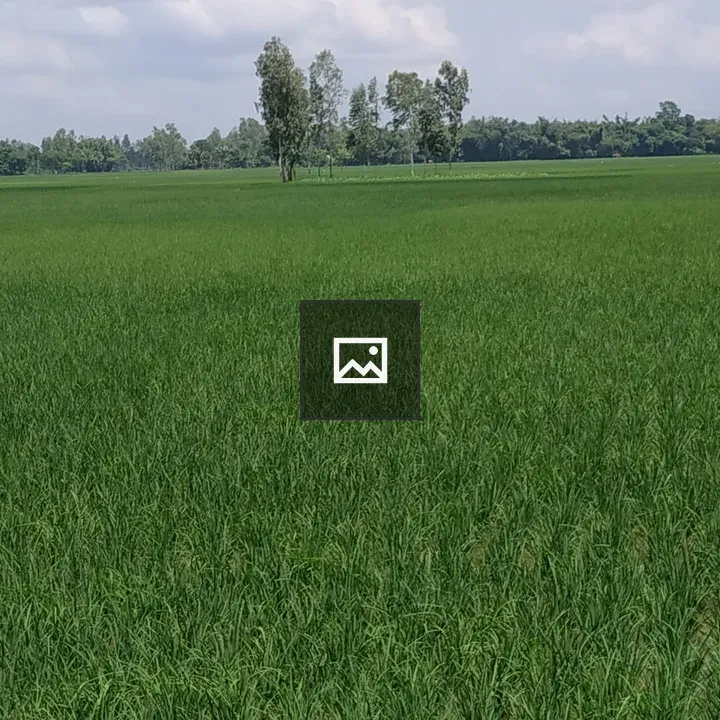Green paddy field