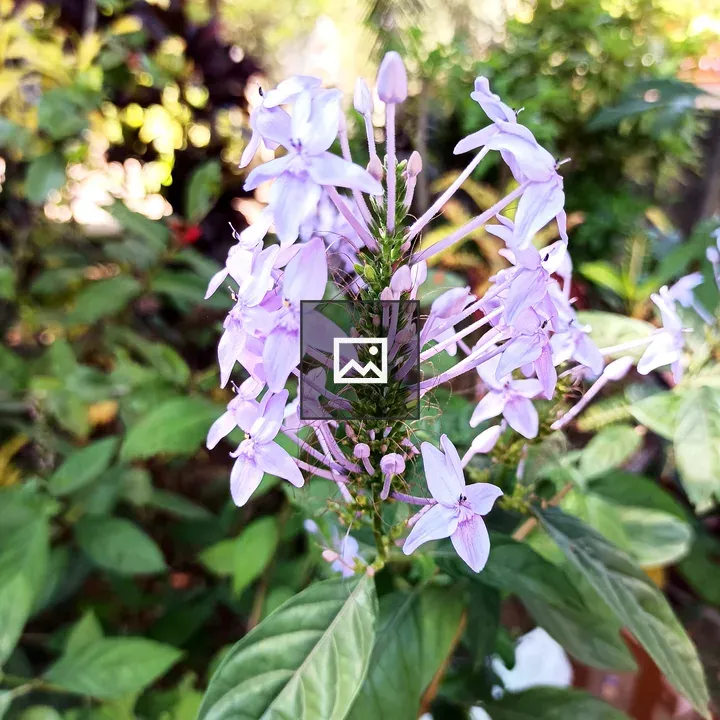 Purple flowers on Blue Twilight shrub