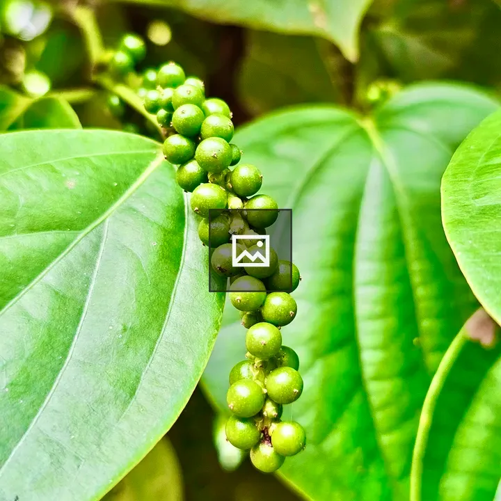 Tender peppercorns leaves