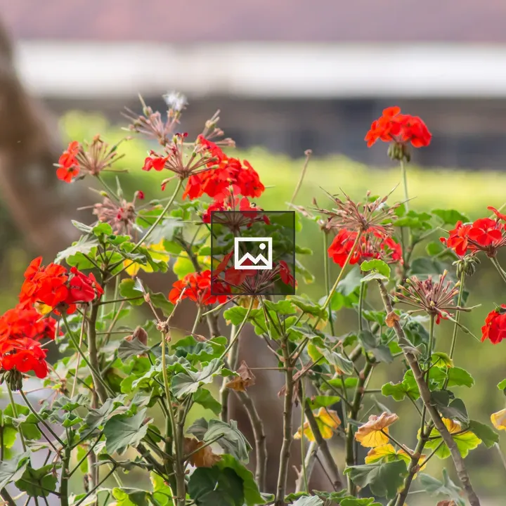Red Geranium Cluster