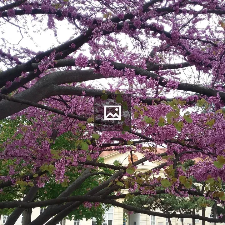 The Timeout Tree in Vienna
