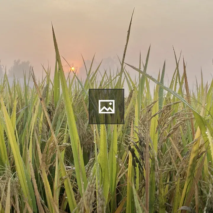 Dewy Rice Field at Sunrise