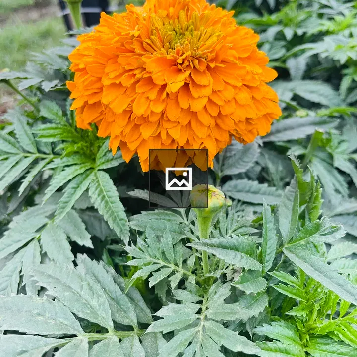 Vibrant marigold bloom