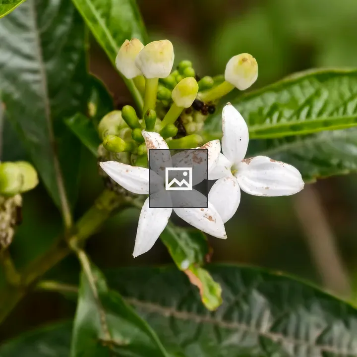Two white star-shaped flowers