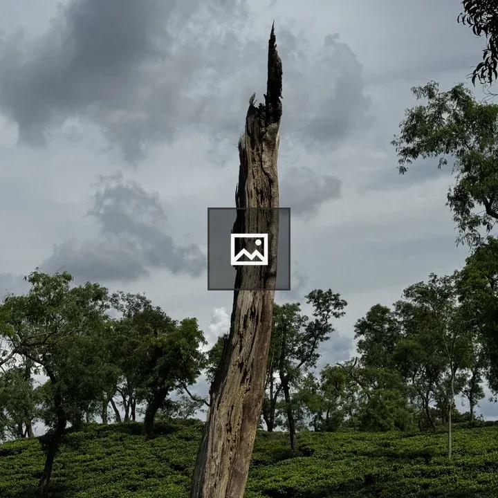 Tall tree stump against cloudy sky