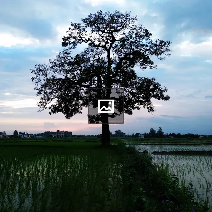 Evening rice paddy landscape