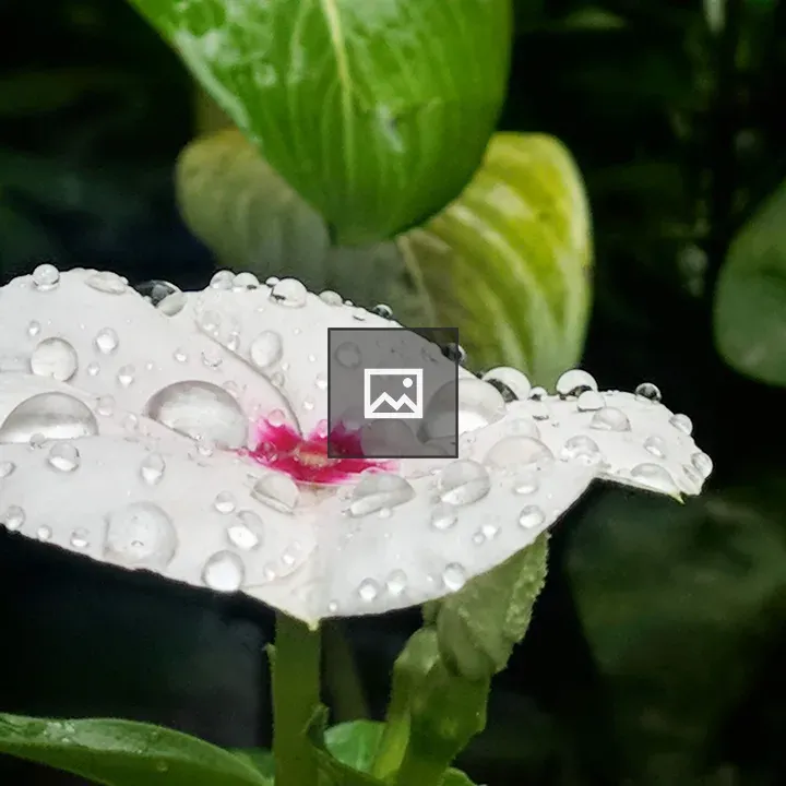 Rain drops on flower