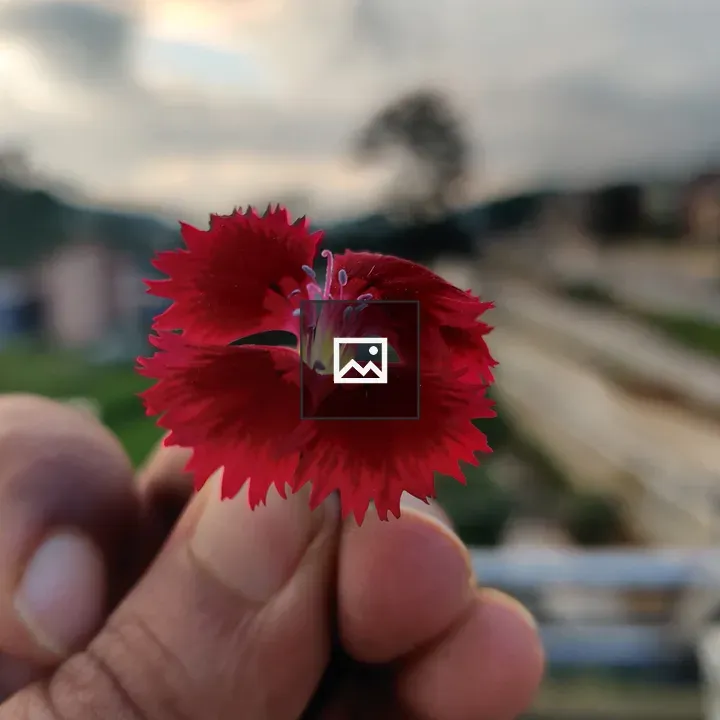 Red flower held between fingers