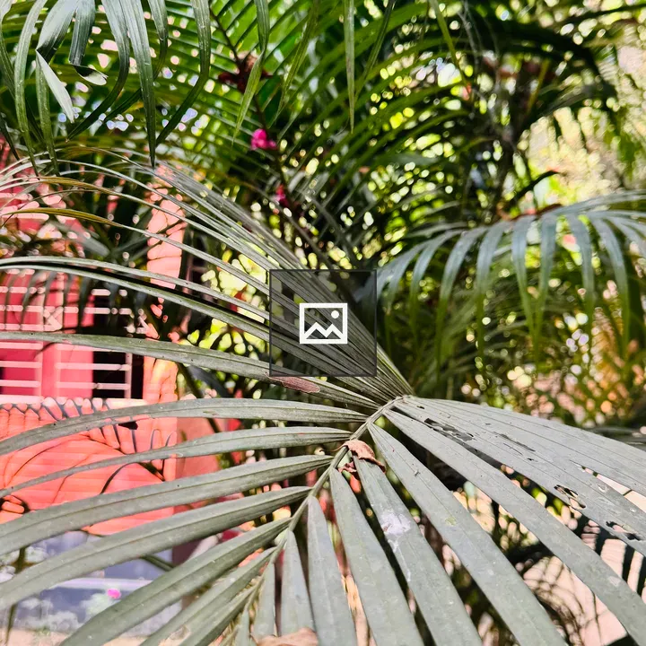 Close-up Palm Fronds
