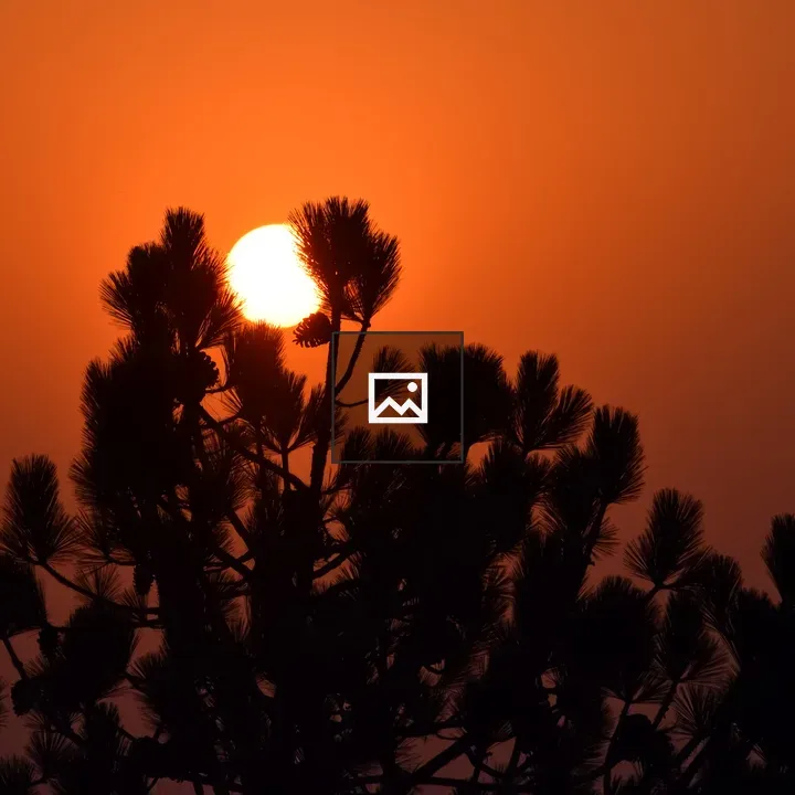 Silhouette of a Tree at Sunset