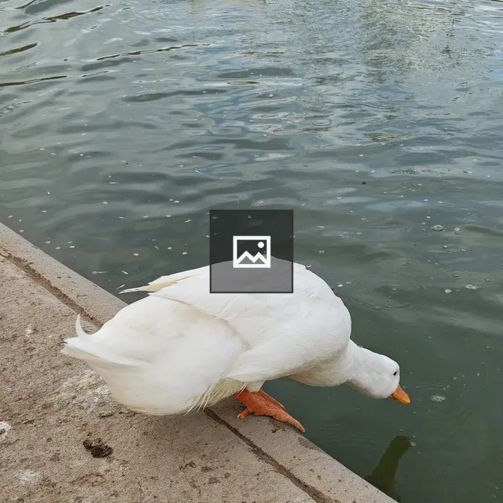 White duck at concrete edge