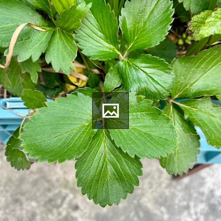 Close-up Strawberry Leaves