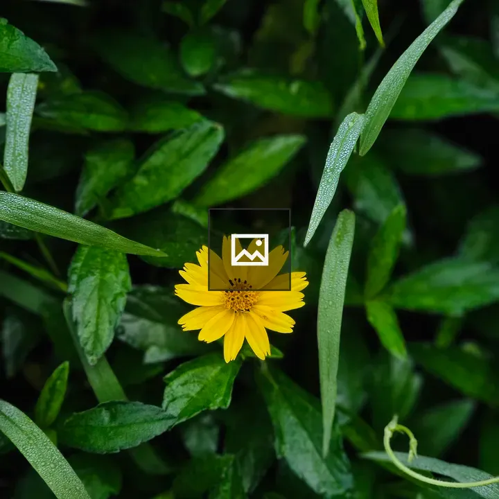 Yellow wildflower among green leaves