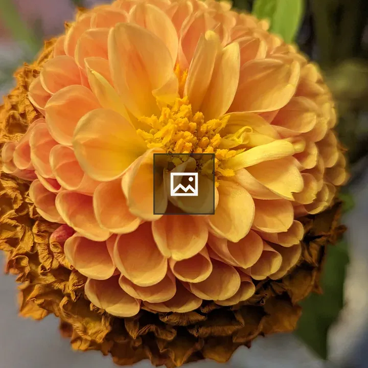 Yellow-orange flower close-up