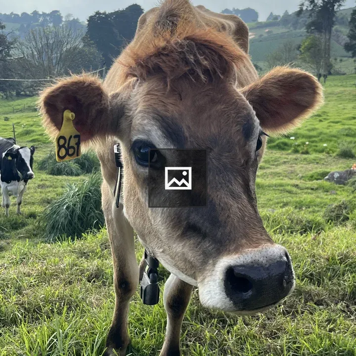 Close-up of brown cow with ear tag