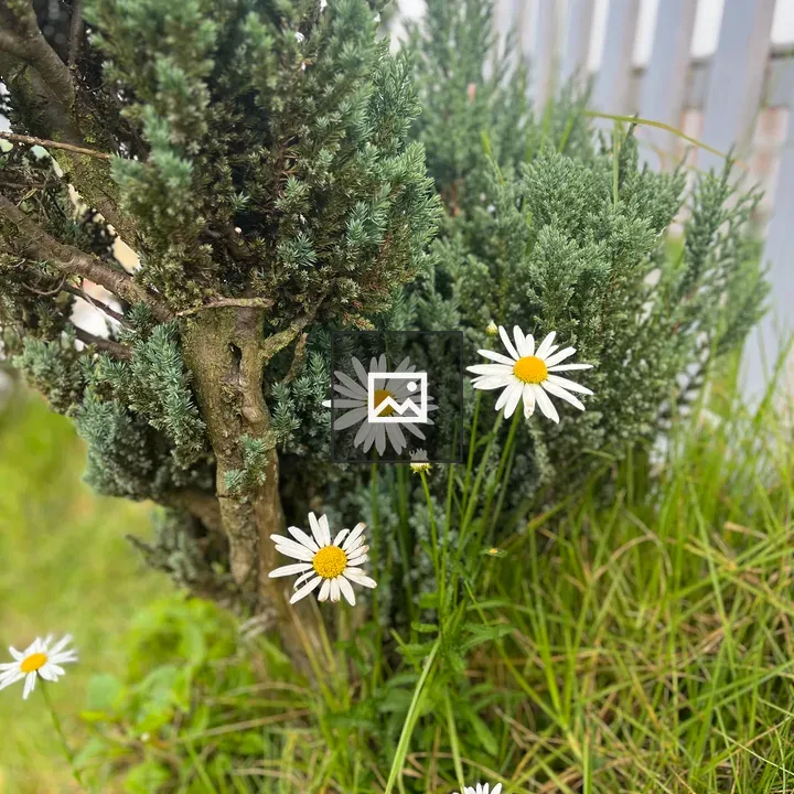 Flower in Nature Scene