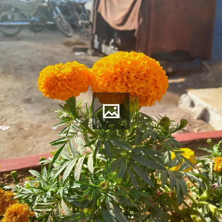 Marigold Flower in Karachi