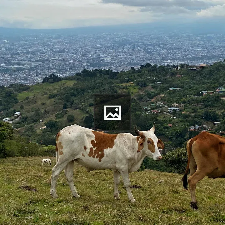 Two cows grazing on hillside