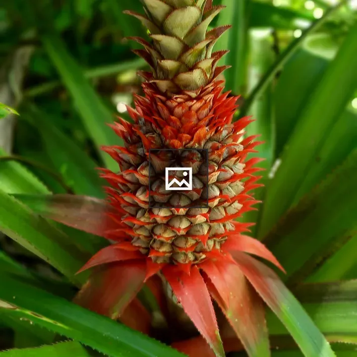 Pineapple in Portrait