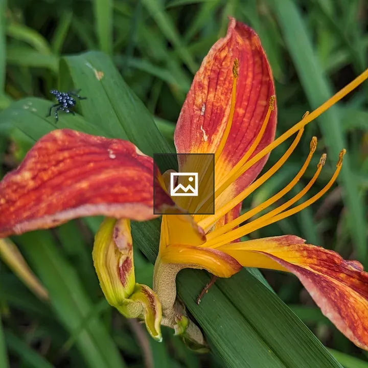 Lilly with Red and Orange Petals