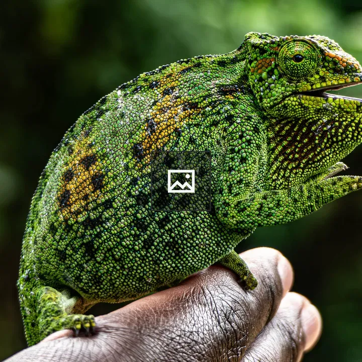 Rwenzori Three-horned Chameleon