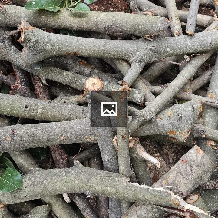 Pile of Ficus benghalensis Branches