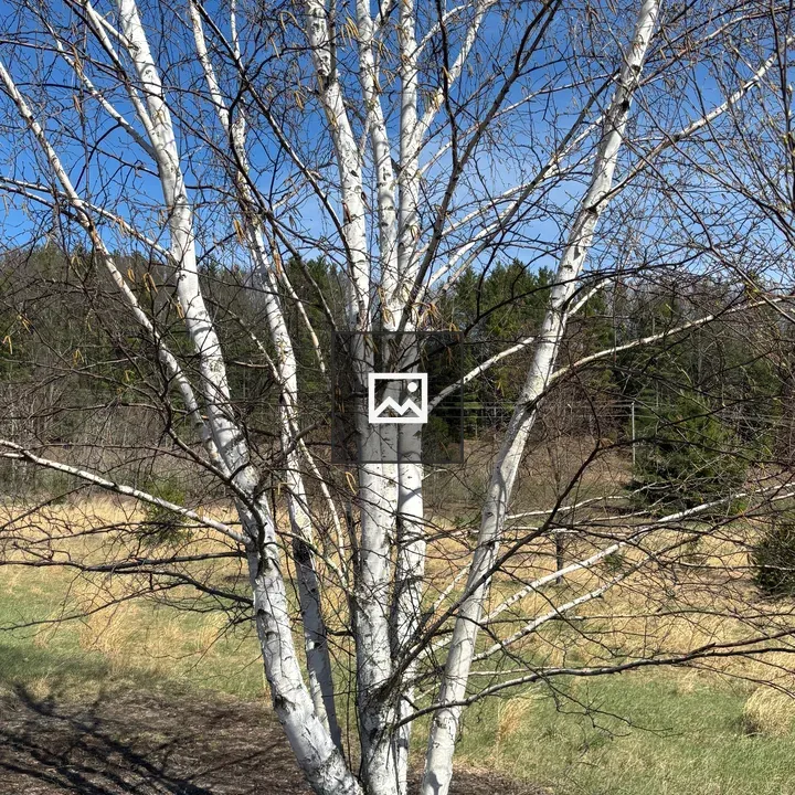 Birch Tree Without Leaves in Field