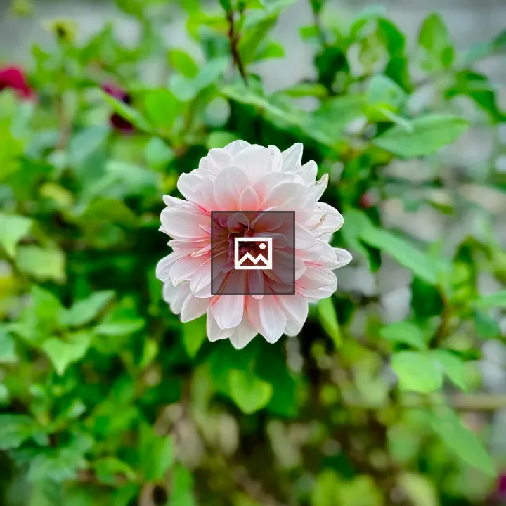 Dahlia