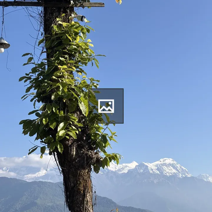 Tall tree with orange flowers