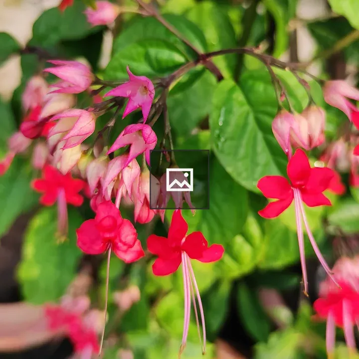 Flower - Red Tropical Bleeding Heart