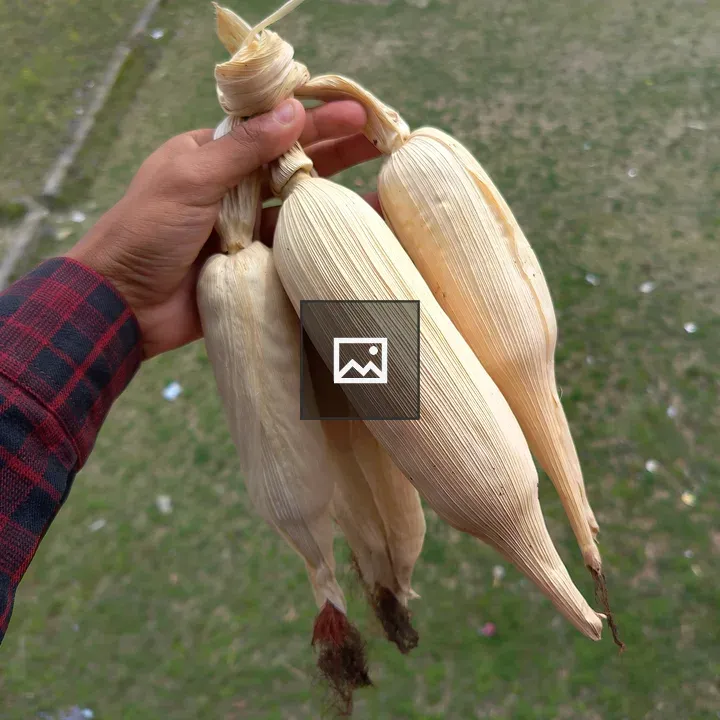 Corn ears in hand
