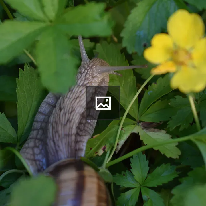 Snail on green garden leaf
