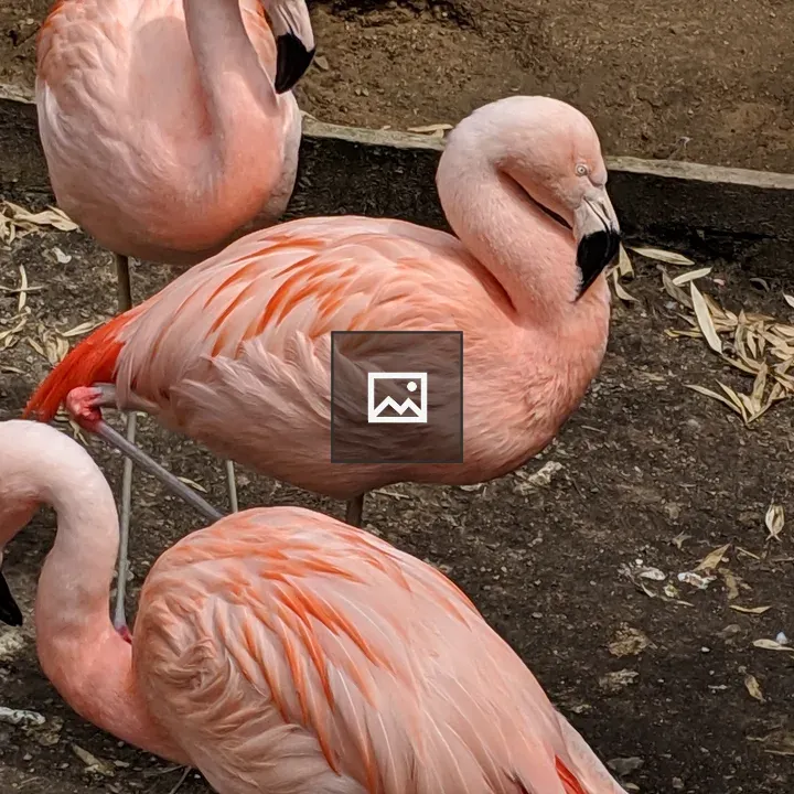 Flamingos