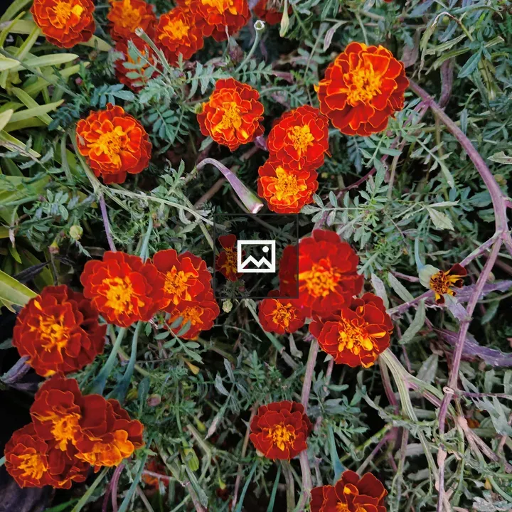 Flower of hybrid marigold