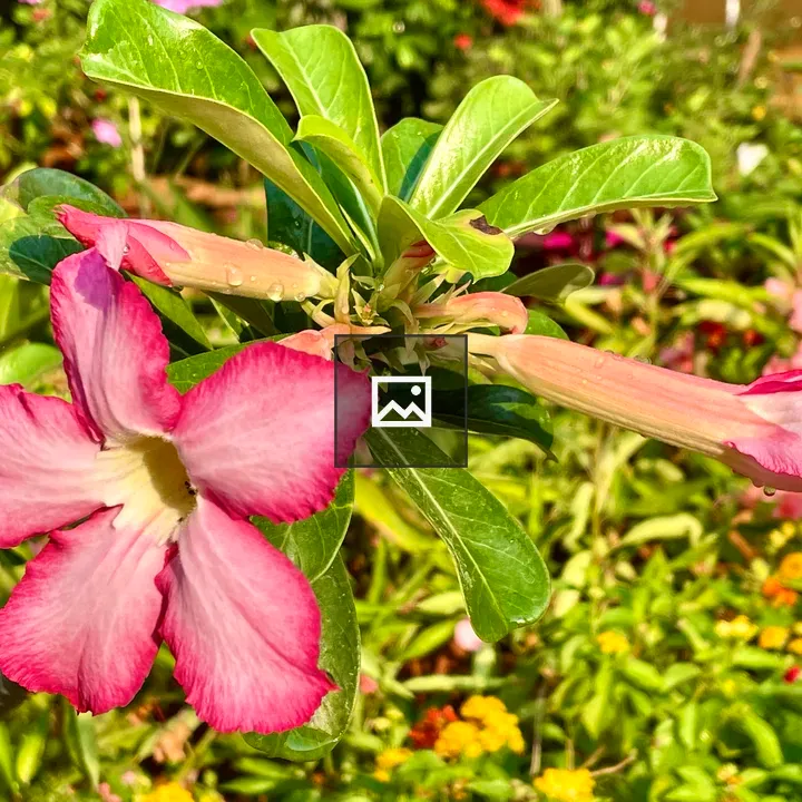 Pink Adenium flower with buds