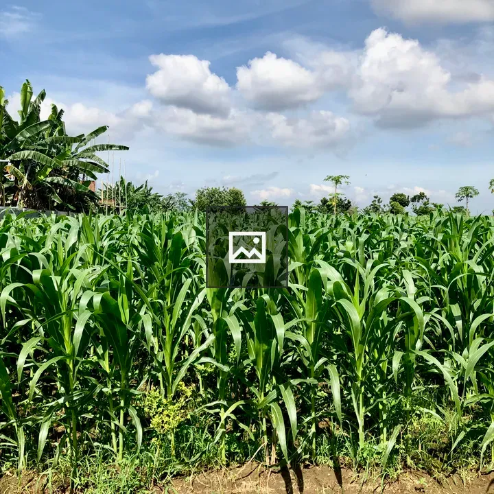 Corn field