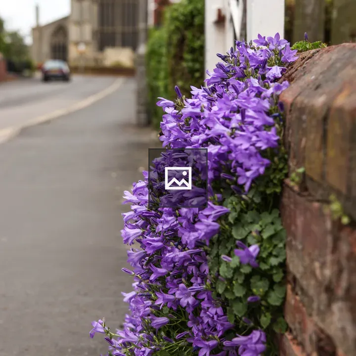 Purple bellflowers by brick wall