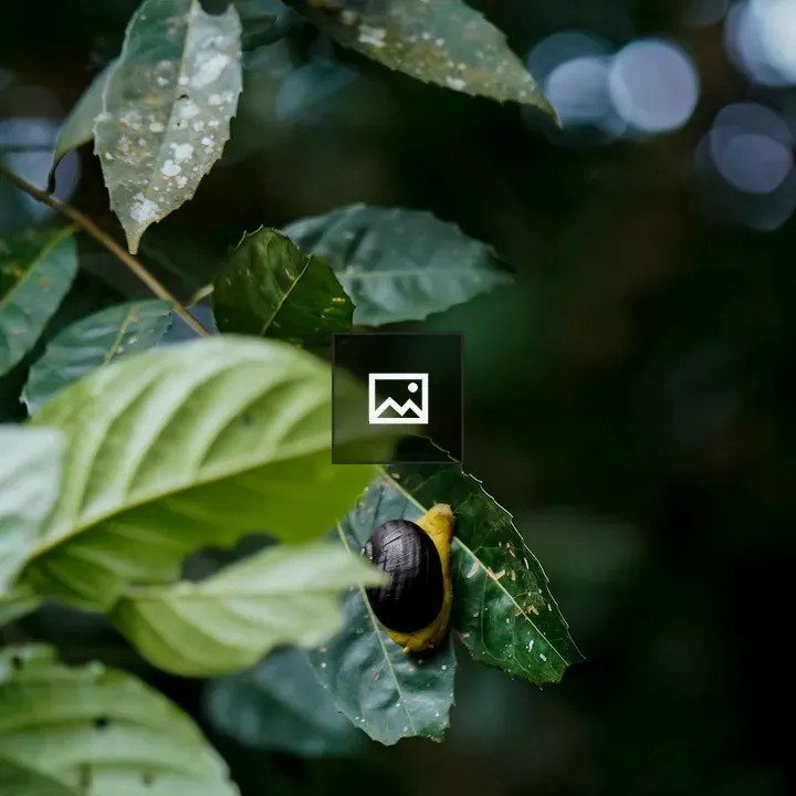 Green leaf and African snail
