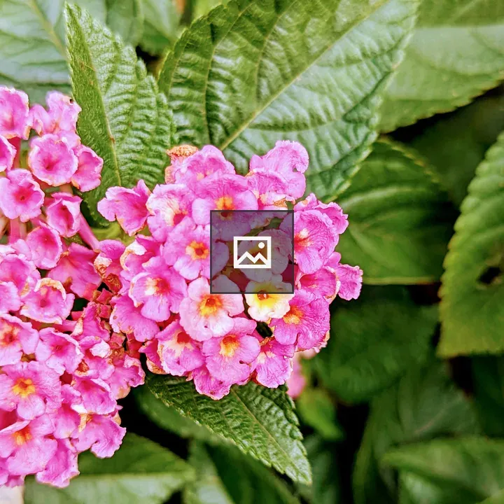 Pink and yellow flowers
