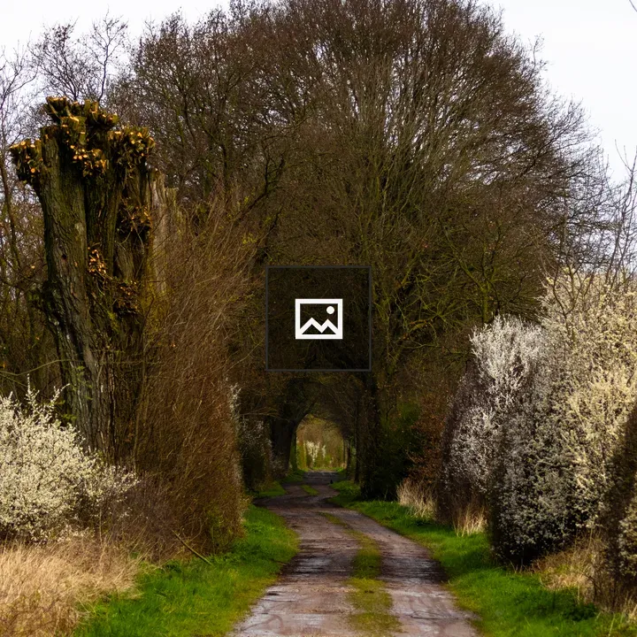 Dirt road arching with trees
